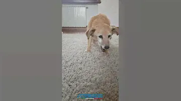 Floorwash® F35